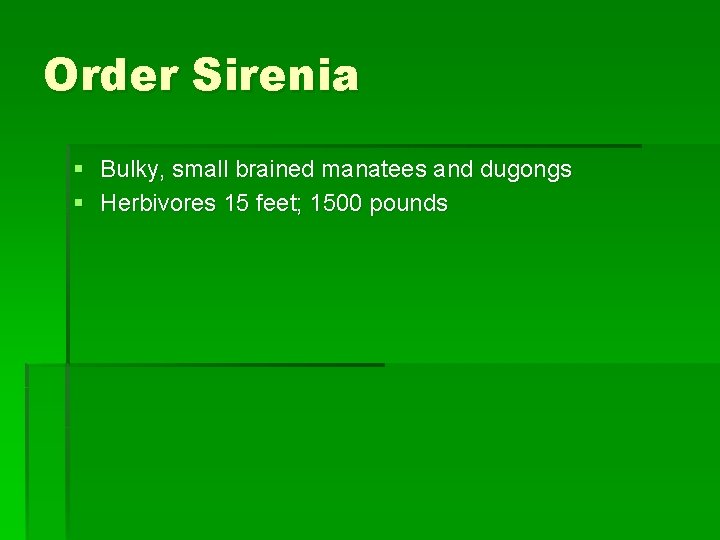 Order Sirenia § Bulky, small brained manatees and dugongs § Herbivores 15 feet; 1500