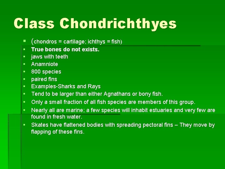 Class Chondrichthyes § (chondros = cartilage; ichthys = fish) § § § § §