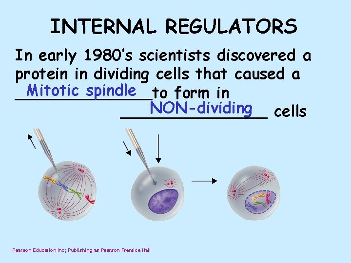 INTERNAL REGULATORS In early 1980’s scientists discovered a protein in dividing cells that caused