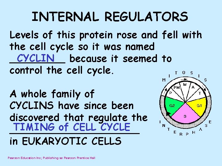INTERNAL REGULATORS Levels of this protein rose and fell with the cell cycle so