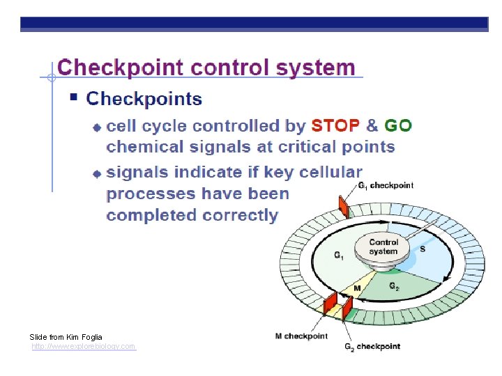 Slide from Kim Foglia http: //www. explorebiology. com 