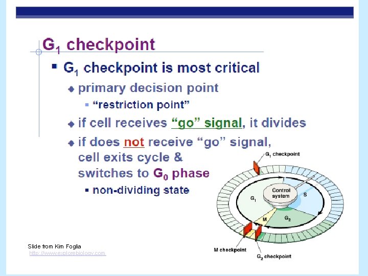 Slide from Kim Foglia http: //www. explorebiology. com 