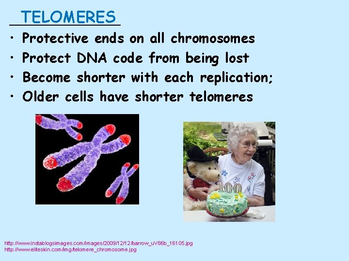TELOMERES _______ • Protective ends on all chromosomes • Protect DNA code from being