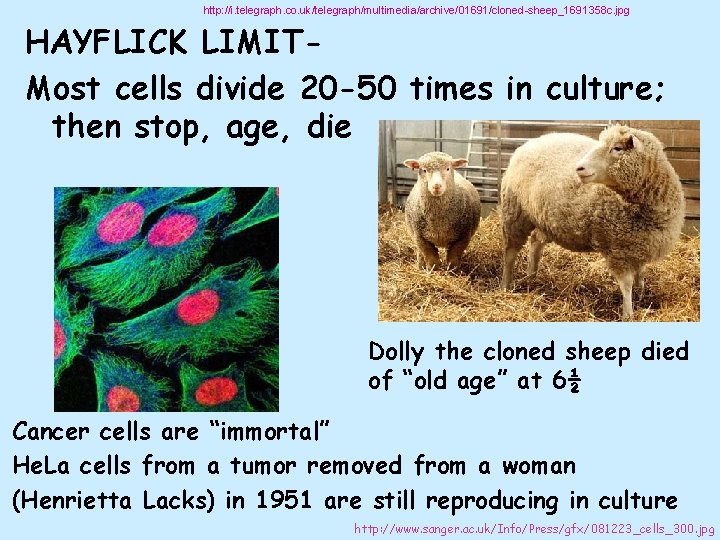 http: //i. telegraph. co. uk/telegraph/multimedia/archive/01691/cloned-sheep_1691358 c. jpg HAYFLICK LIMITMost cells divide 20 -50 times