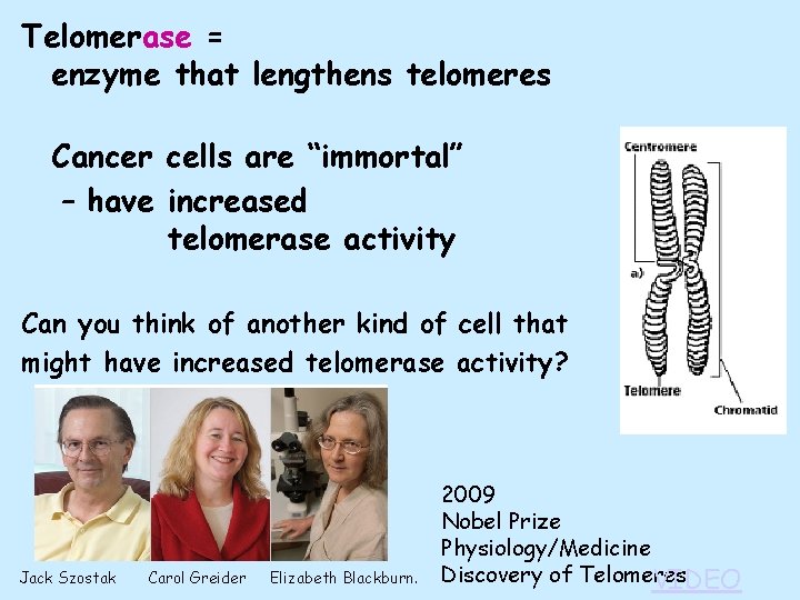 Telomerase = enzyme that lengthens telomeres Cancer cells are “immortal” – have increased telomerase