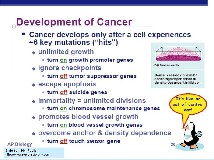 sensor Slide from Kim Foglia http: //www. explorebiology. com 