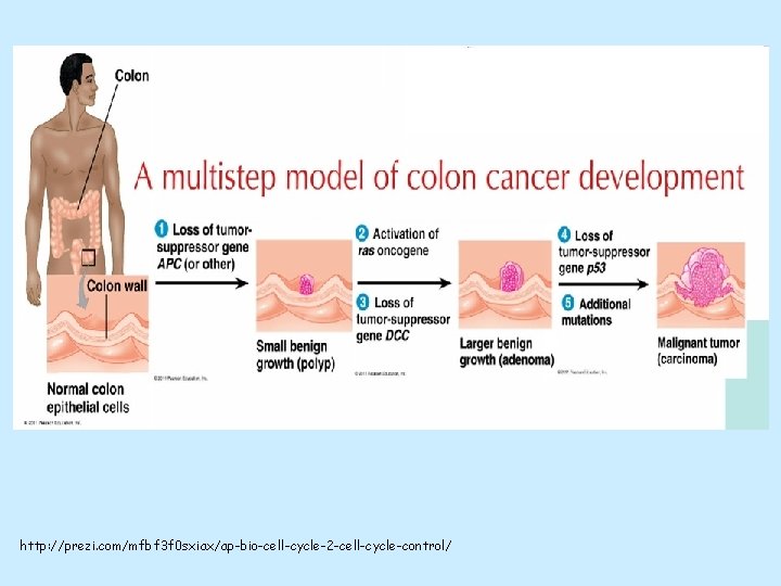 http: //prezi. com/mfbf 3 f 0 sxiax/ap-bio-cell-cycle-2 -cell-cycle-control/ 
