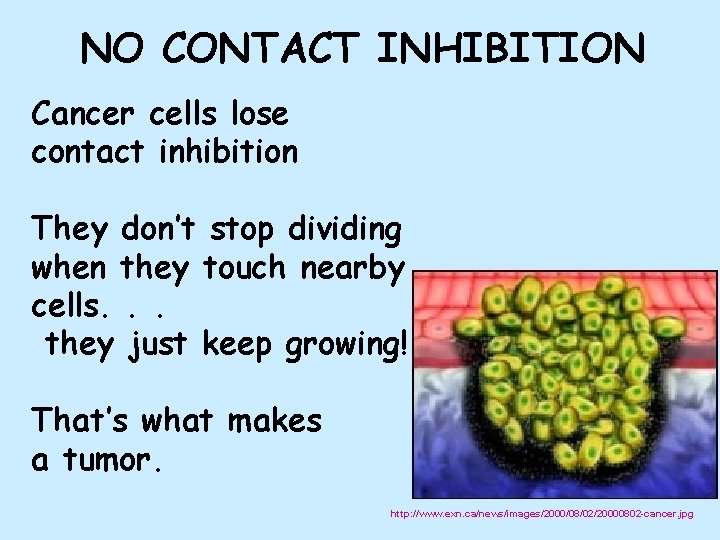 NO CONTACT INHIBITION Cancer cells lose contact inhibition They don’t stop dividing when they