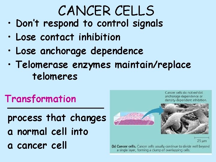  • • CANCER CELLS Don’t respond to control signals Lose contact inhibition Lose