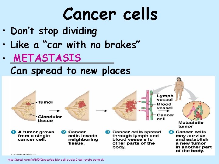  • • • Cancer cells Don’t stop dividing Like a “car with no