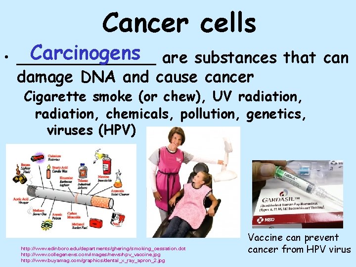 Cancer cells Carcinogens are substances that can • _______ damage DNA and cause cancer