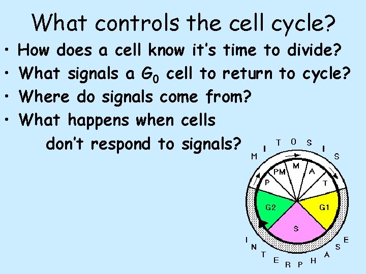 What controls the cell cycle? • • How does a cell know it’s time