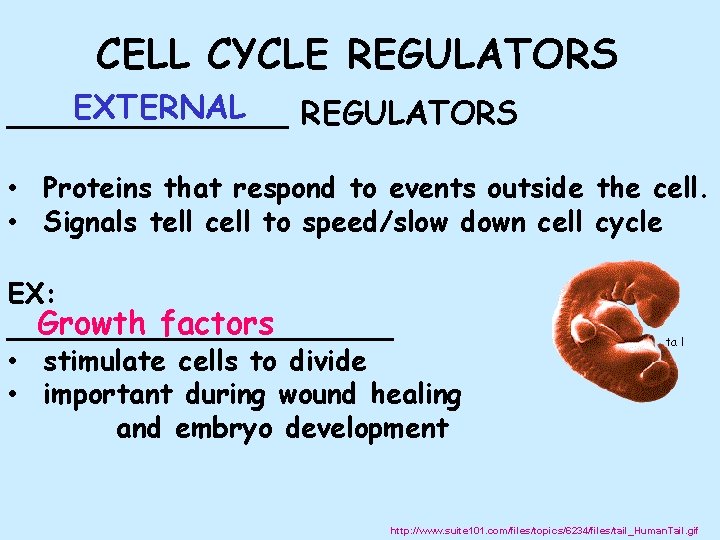 CELL CYCLE REGULATORS EXTERNAL _______ REGULATORS • Proteins that respond to events outside the