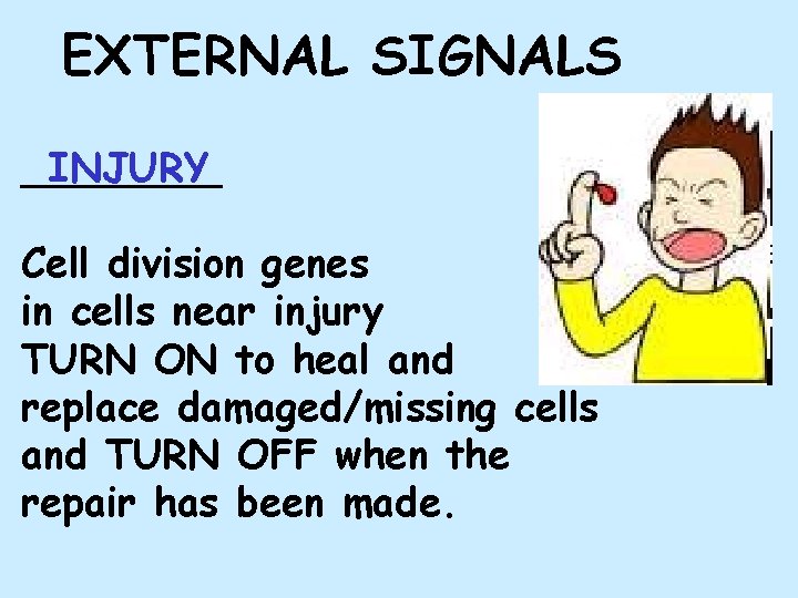 EXTERNAL SIGNALS ____ INJURY Cell division genes in cells near injury TURN ON to