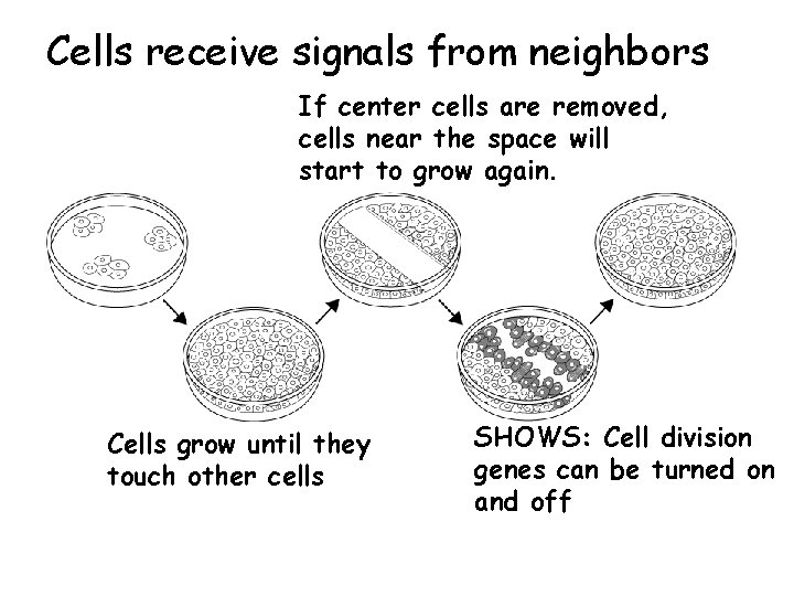 Control of Cell Division Cells receive signals from neighbors Section 10 -3 If center