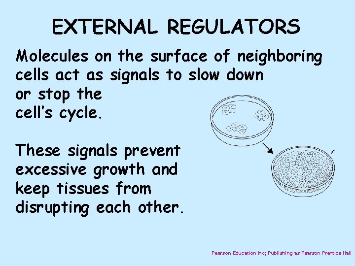 EXTERNAL REGULATORS Molecules on the surface of neighboring cells act as signals to slow