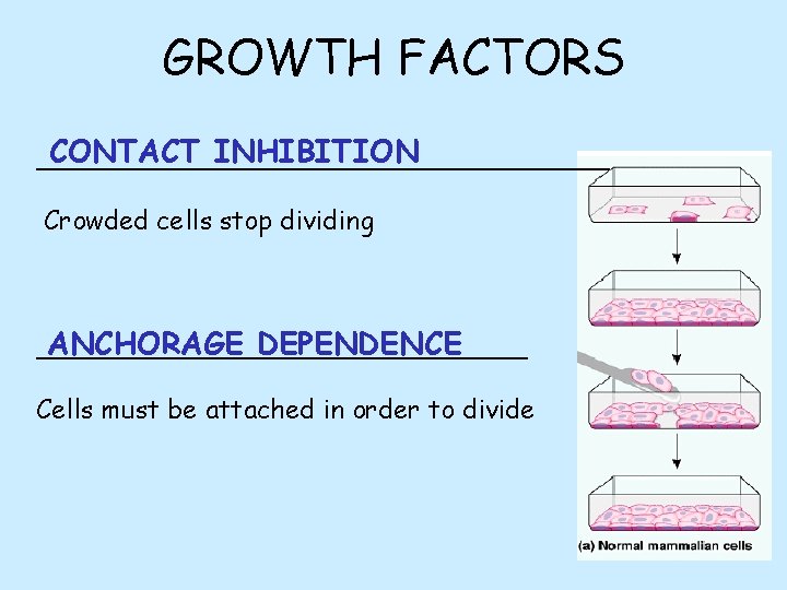 GROWTH FACTORS CONTACT INHIBITION __________________ Crowded cells stop dividing ANCHORAGE DEPENDENCE _______________ Cells must