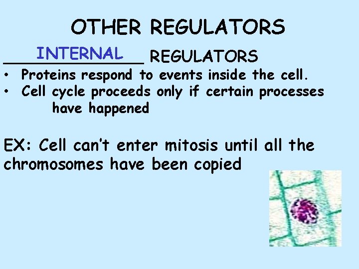 OTHER REGULATORS INTERNAL _______ REGULATORS • Proteins respond to events inside the cell. •