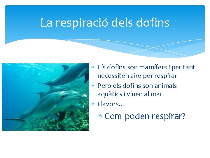 La respiració dels dofins Els dofins son mamífers i per tant necessiten aire per