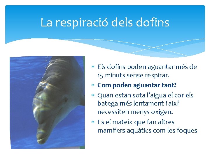 La respiració dels dofins Els dofins poden aguantar més de 15 minuts sense respirar.