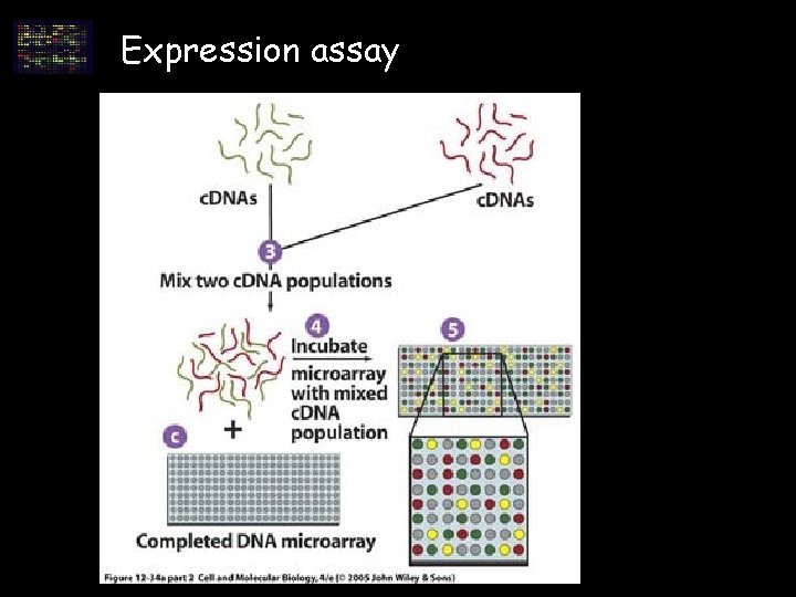 Expression assay Expression assay