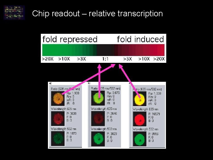 Chip readout – relative transcription Chip readout – relative transcription
