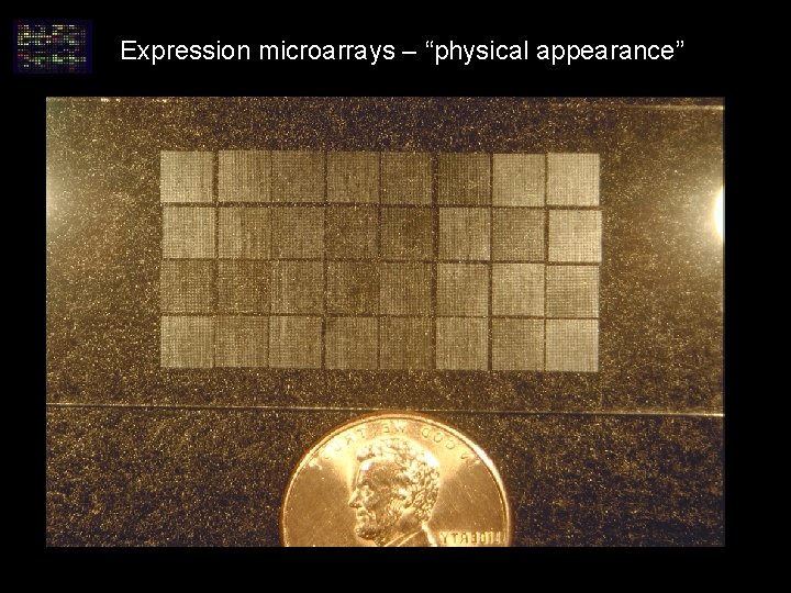 Expression microarrays – “physical appearance” Expression microarrays – “physical appearance”