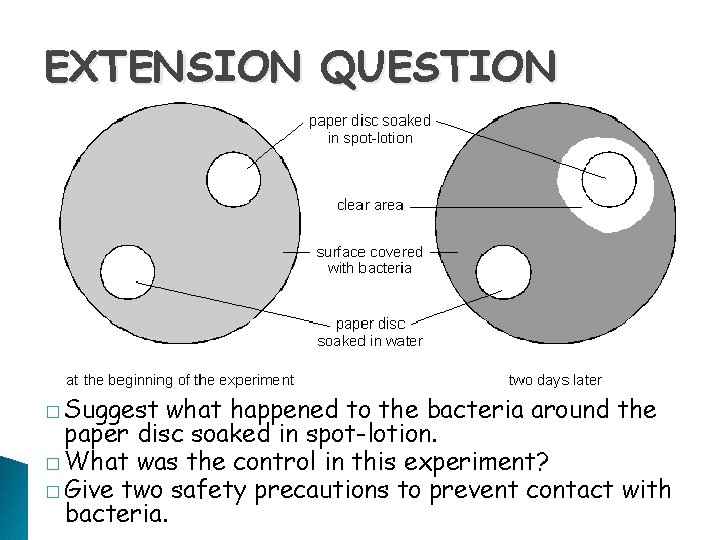EXTENSION QUESTION � Suggest what happened to the bacteria around the paper disc soaked