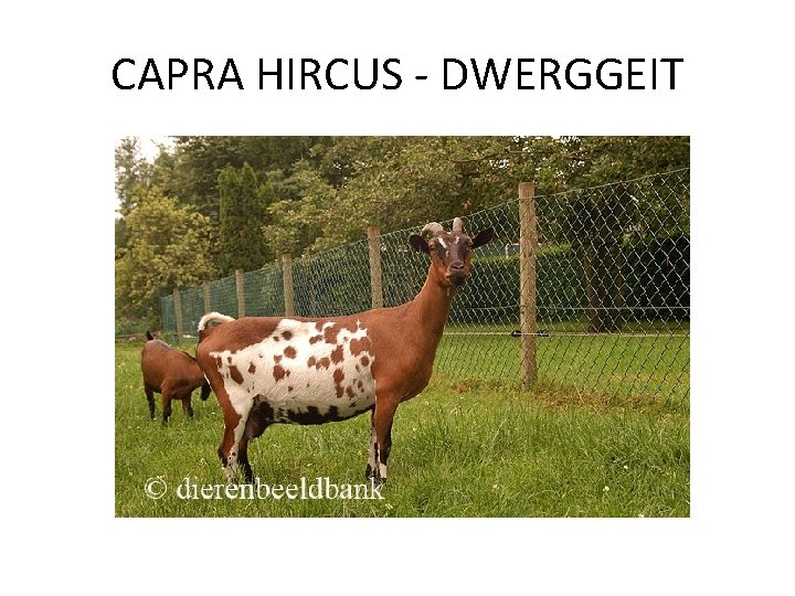 CAPRA HIRCUS - DWERGGEIT 