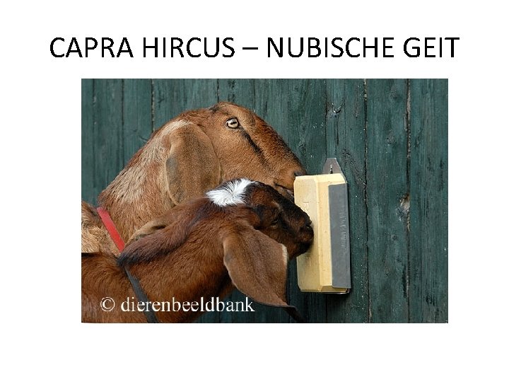 CAPRA HIRCUS – NUBISCHE GEIT 