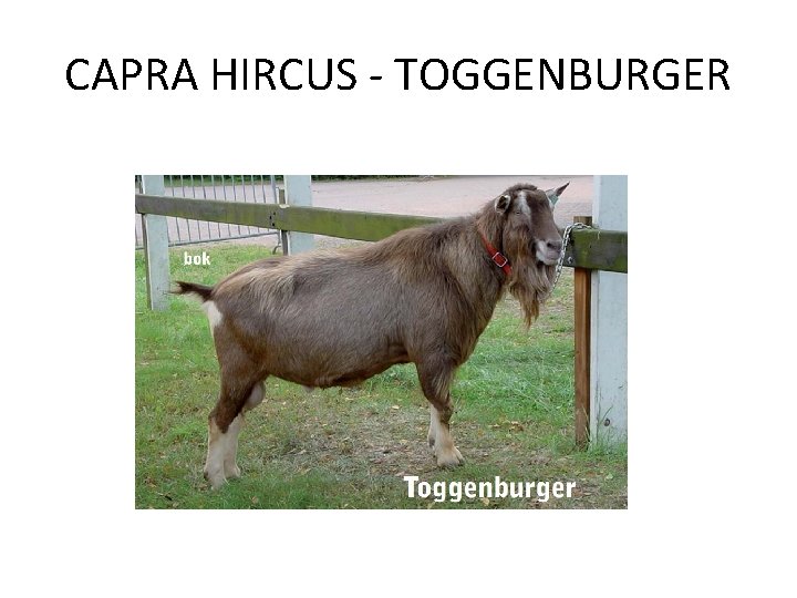 CAPRA HIRCUS - TOGGENBURGER 