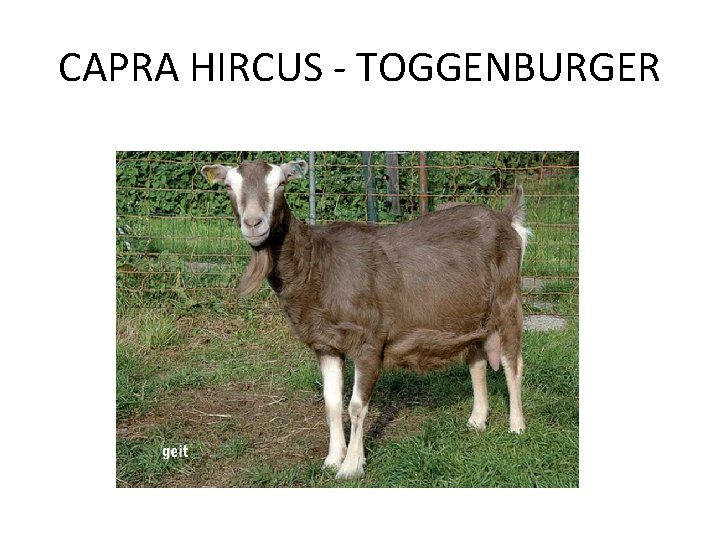 CAPRA HIRCUS - TOGGENBURGER 