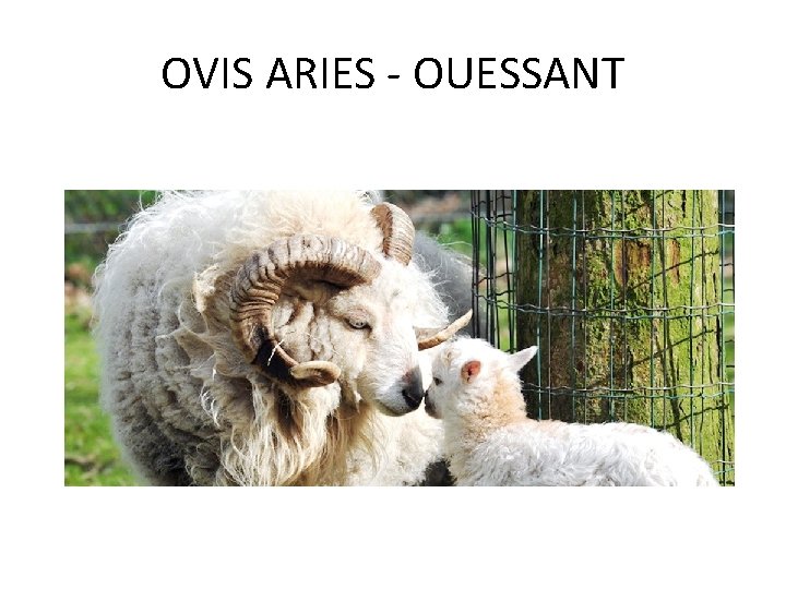 OVIS ARIES - OUESSANT 