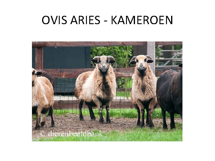 OVIS ARIES - KAMEROEN 