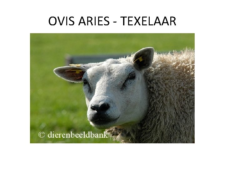 OVIS ARIES - TEXELAAR 