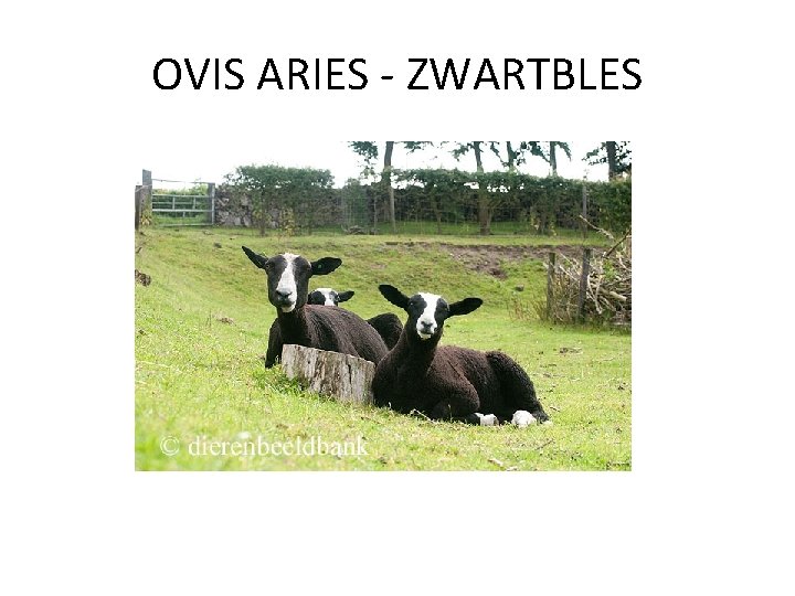 OVIS ARIES - ZWARTBLES 