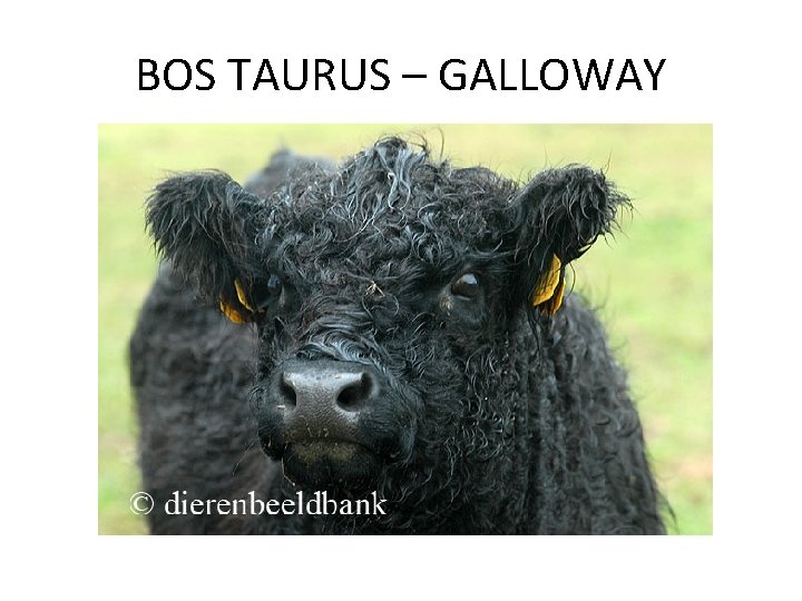 BOS TAURUS – GALLOWAY 