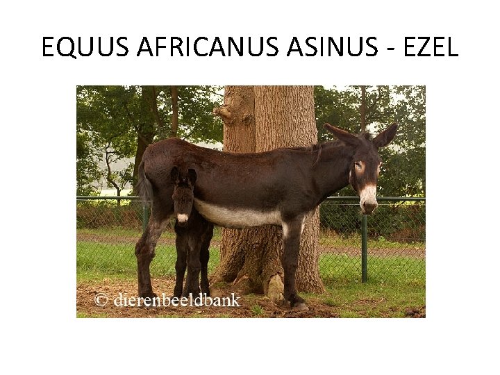 EQUUS AFRICANUS ASINUS - EZEL 