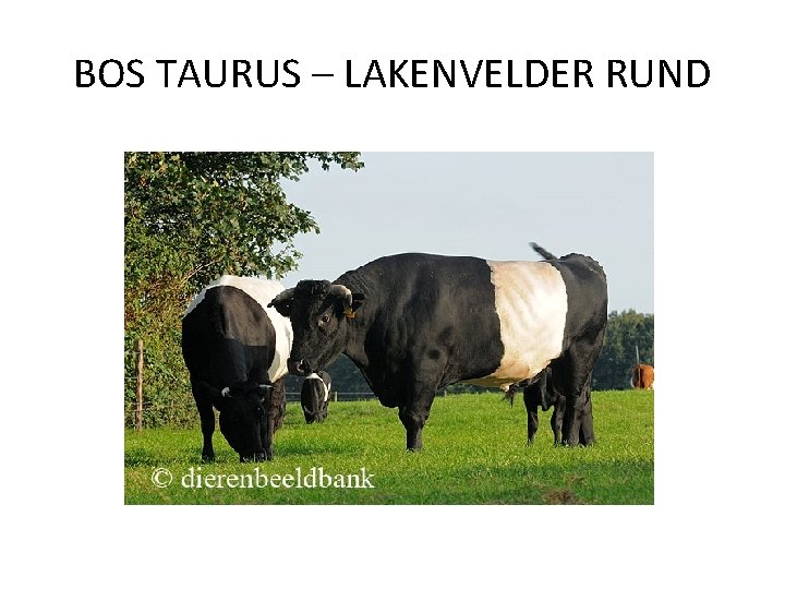 BOS TAURUS – LAKENVELDER RUND 