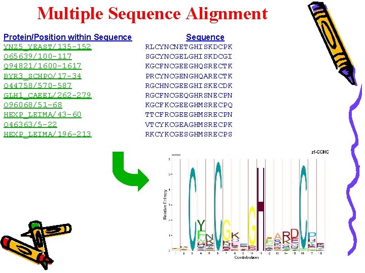 Multiple Sequence Alignment Protein/Position within Sequence YNZ 5_YEAST/135 -152 O 65639/100 -117 Q 94821/1600 Multiple Sequence Alignment Protein/Position within Sequence YNZ 5_YEAST/135 -152 O 65639/100 -117 Q 94821/1600
