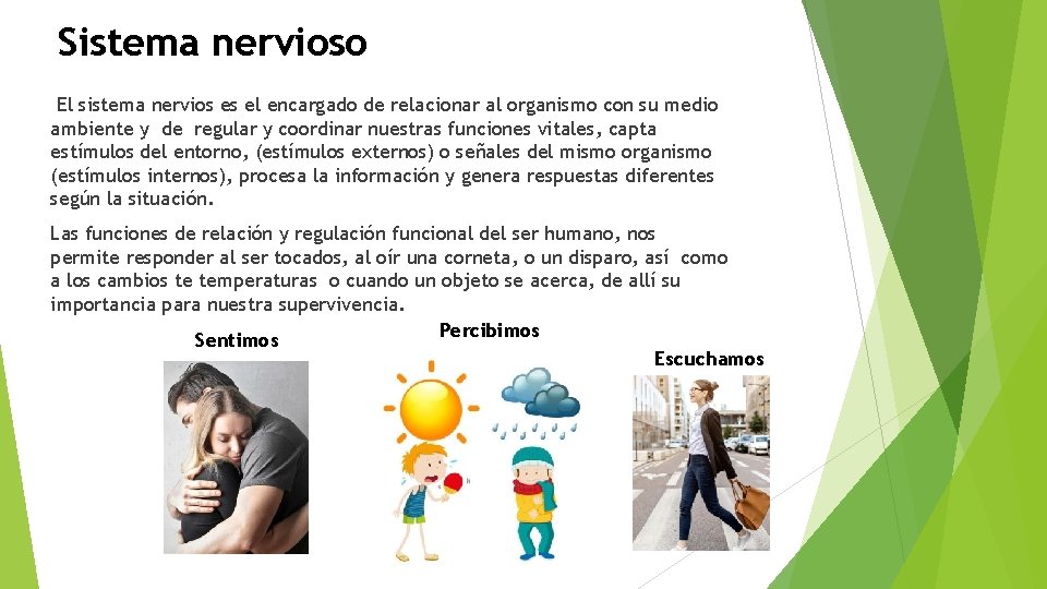 Sistema nervioso El sistema nervios es el encargado de relacionar al organismo con su