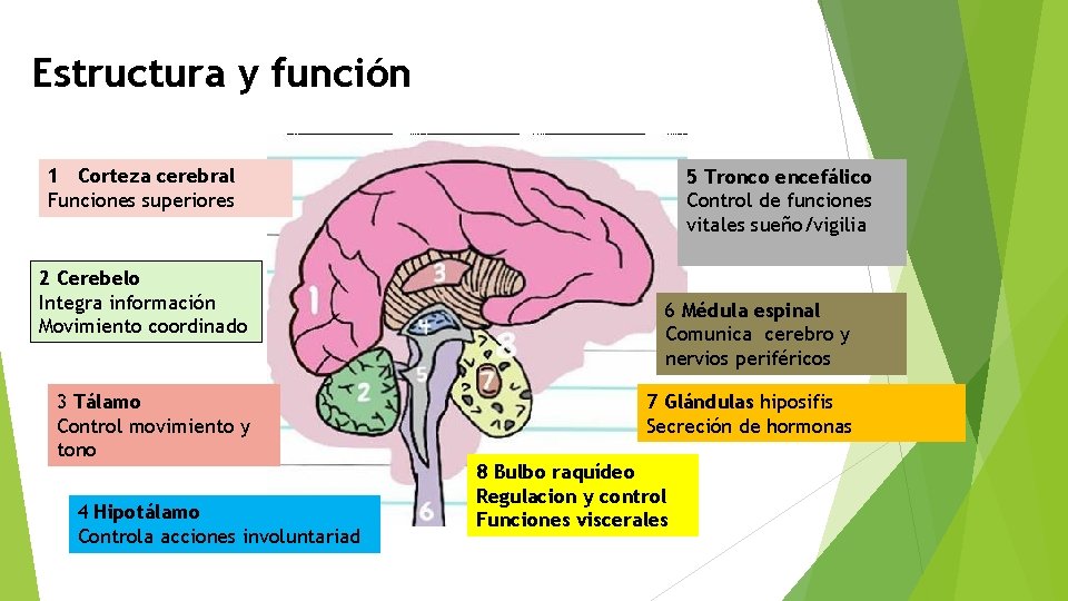 Estructura y función 1 Corteza cerebral Funciones superiores 2 Cerebelo Integra información Movimiento coordinado