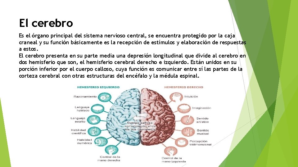 El cerebro Es el órgano principal del sistema nervioso central, se encuentra protegido por