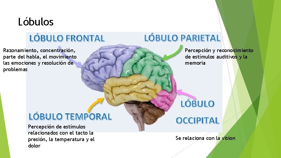 Lóbulos Razonamiento, concentración, parte del habla, el movimiento las emociones y resolución de problemas