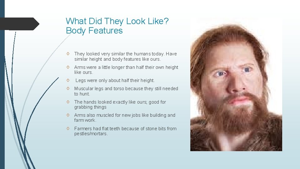 What Did They Look Like? Body Features They looked very similar the humans today.