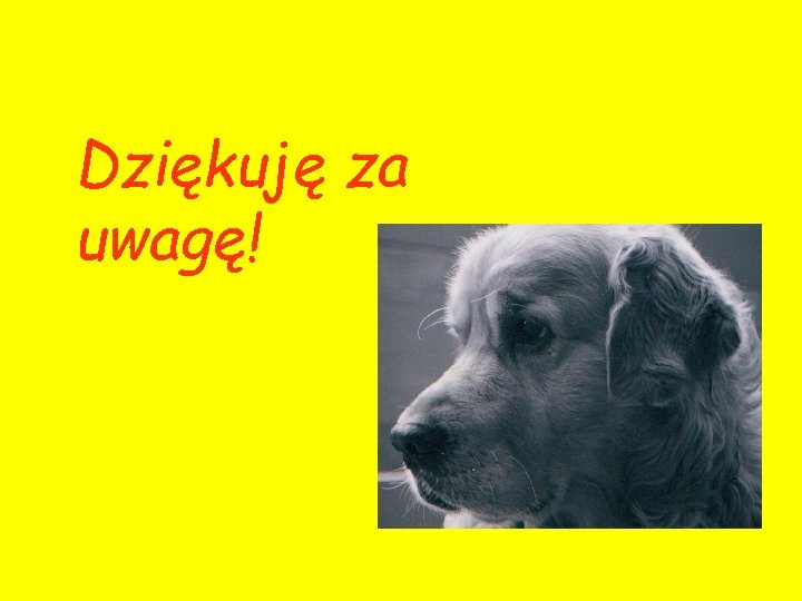 Dziękuję za uwagę! 