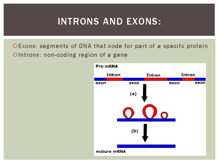 INTRONS AND EXONS: Exons: segments of DNA that code for part of a specifc