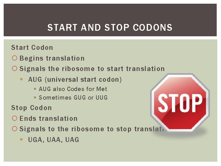 START AND STOP CODONS Start Codon Begins translation Signals the ribosome to start translation