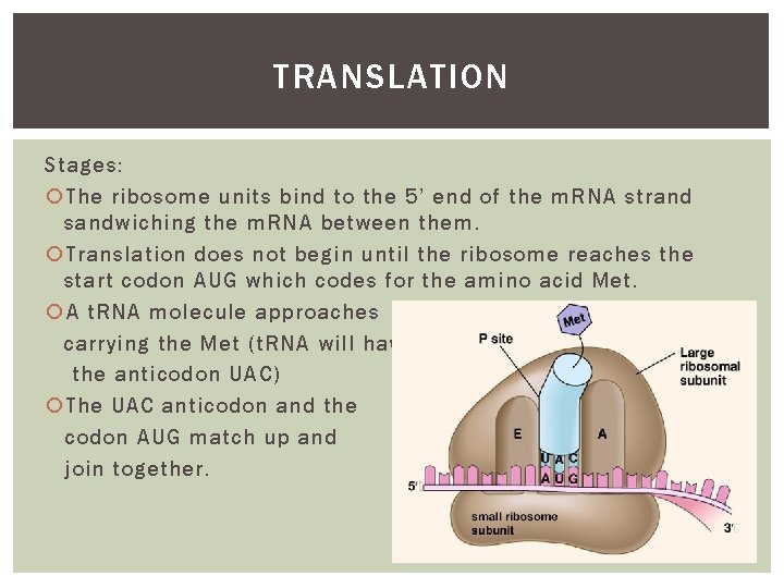 TRANSLATION Stages: The ribosome units bind to the 5’ end of the m. RNA