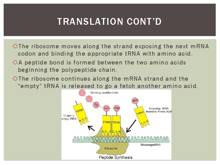 TRANSLATION CONT’D The ribosome moves along the strand exposing the next m. RNA codon